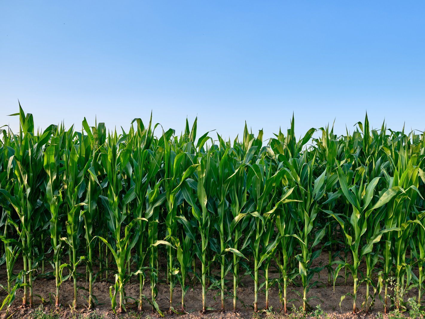 Image of rows of green corn standing in field.